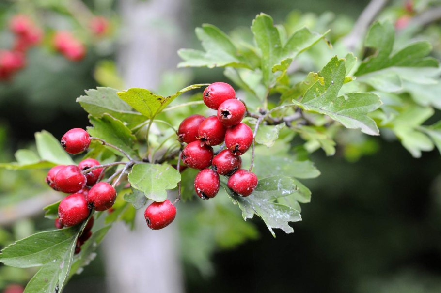 Боярышник пятипестичный (Crataegus pentagyna)