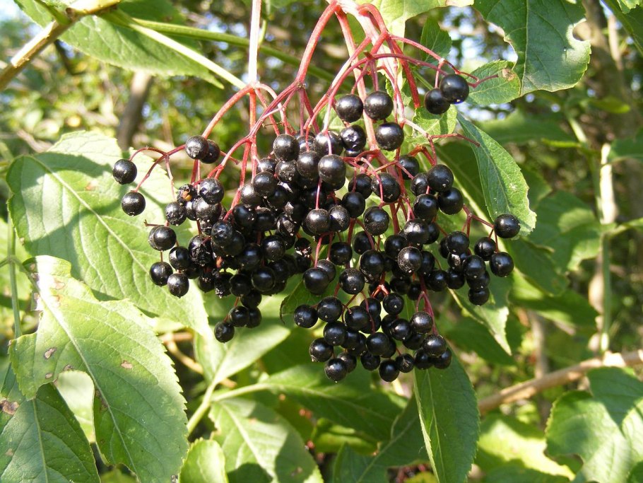 Боярышник зеленомясый (Crataegus