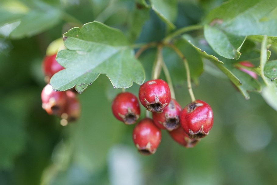 Боярышник пятипестичный (Crataegus pentagyna)
