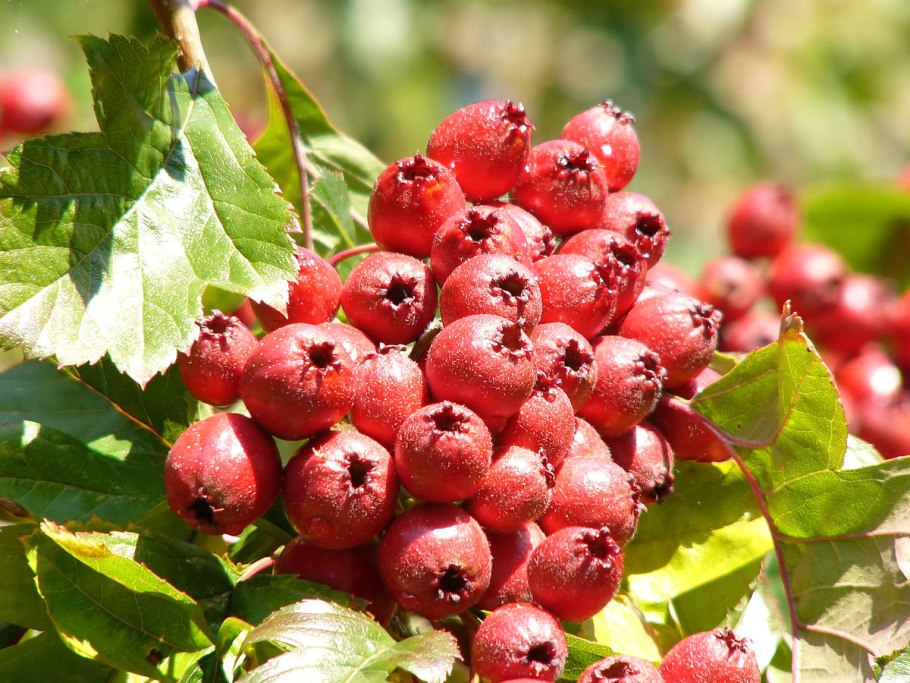 Crataegus nigra