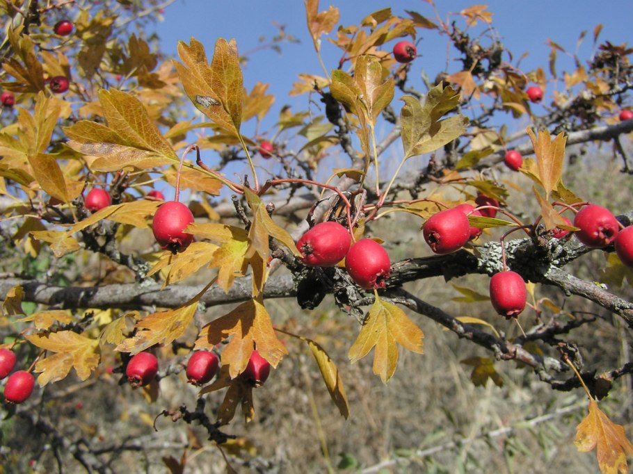 Боярышник пятипестичный (Crataegus pentagyna)