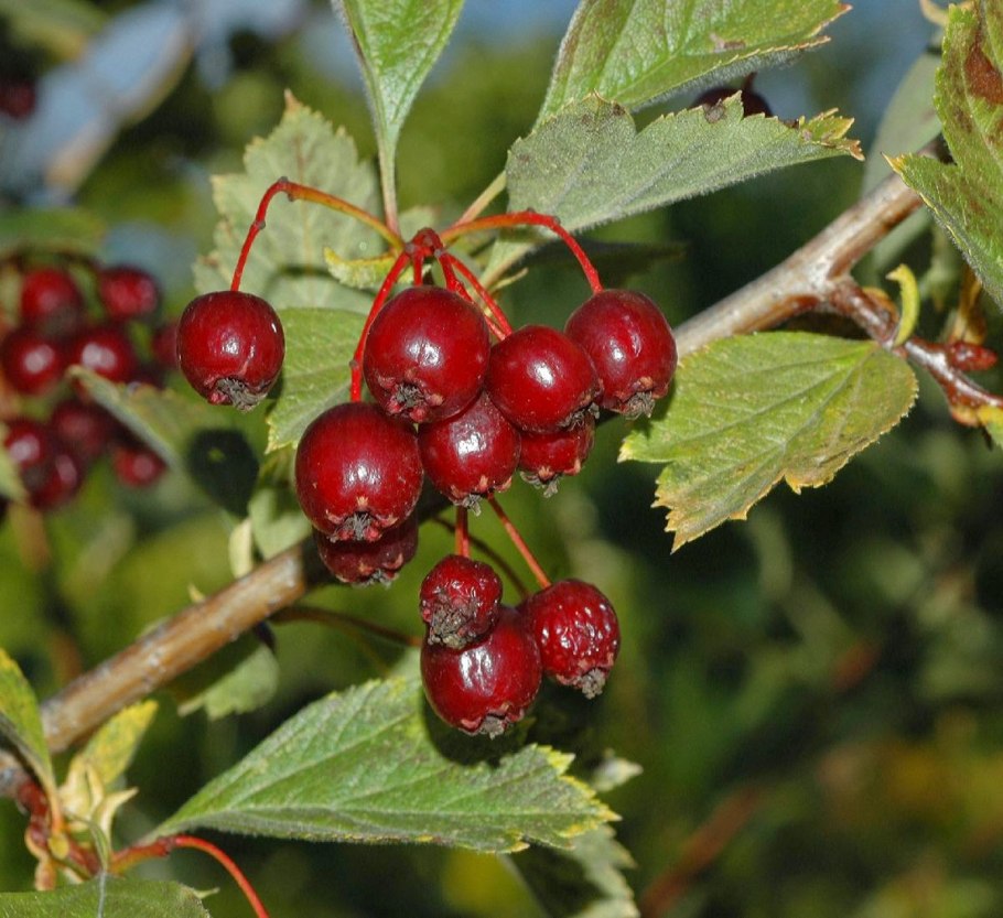 Боярышник шарлаховый/Crataegus