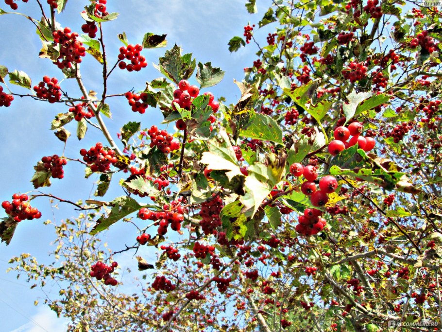 Боярышник Дугласа Crataegus douglasii