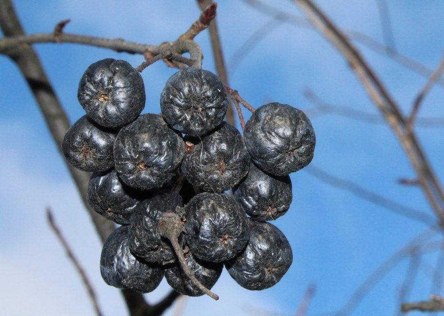 Боярышник Сибирский Crataegus sanguinea