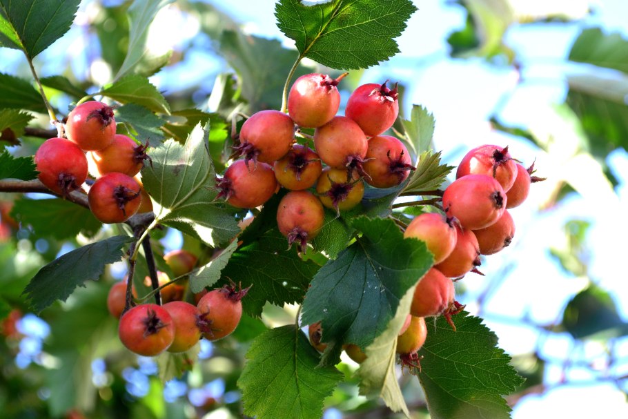 Боярышник Арнольда Crataegus arnoldiana