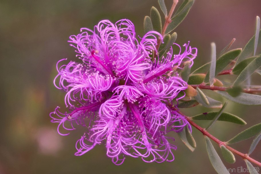 Чайное дерево Melaleuca viridiflora