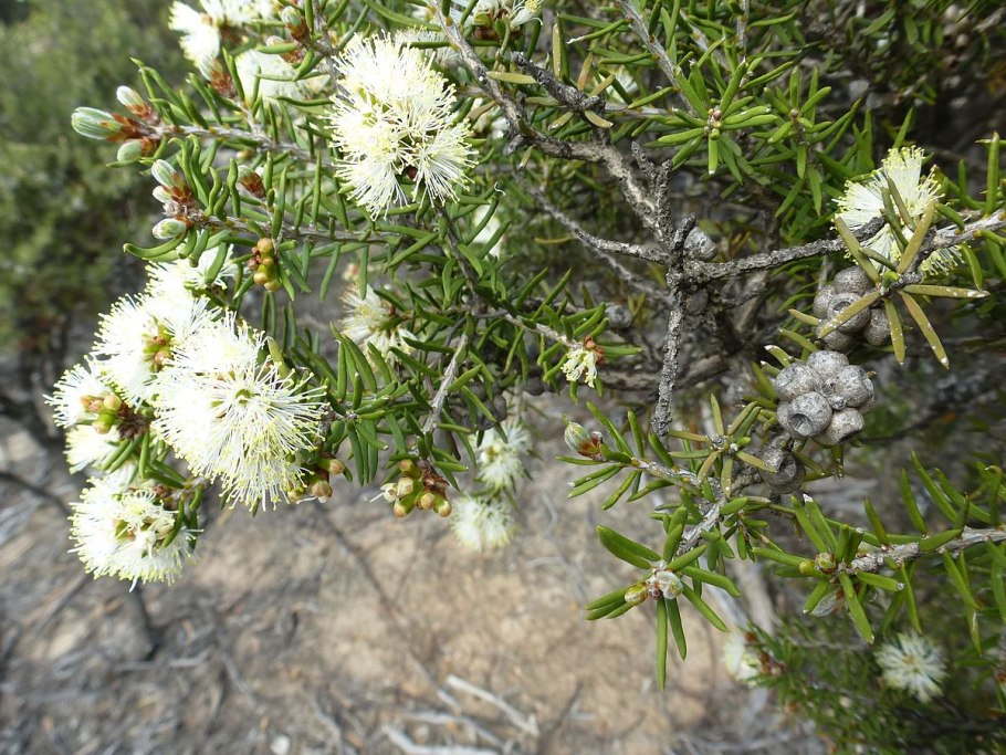 Melaleuca squamophloia