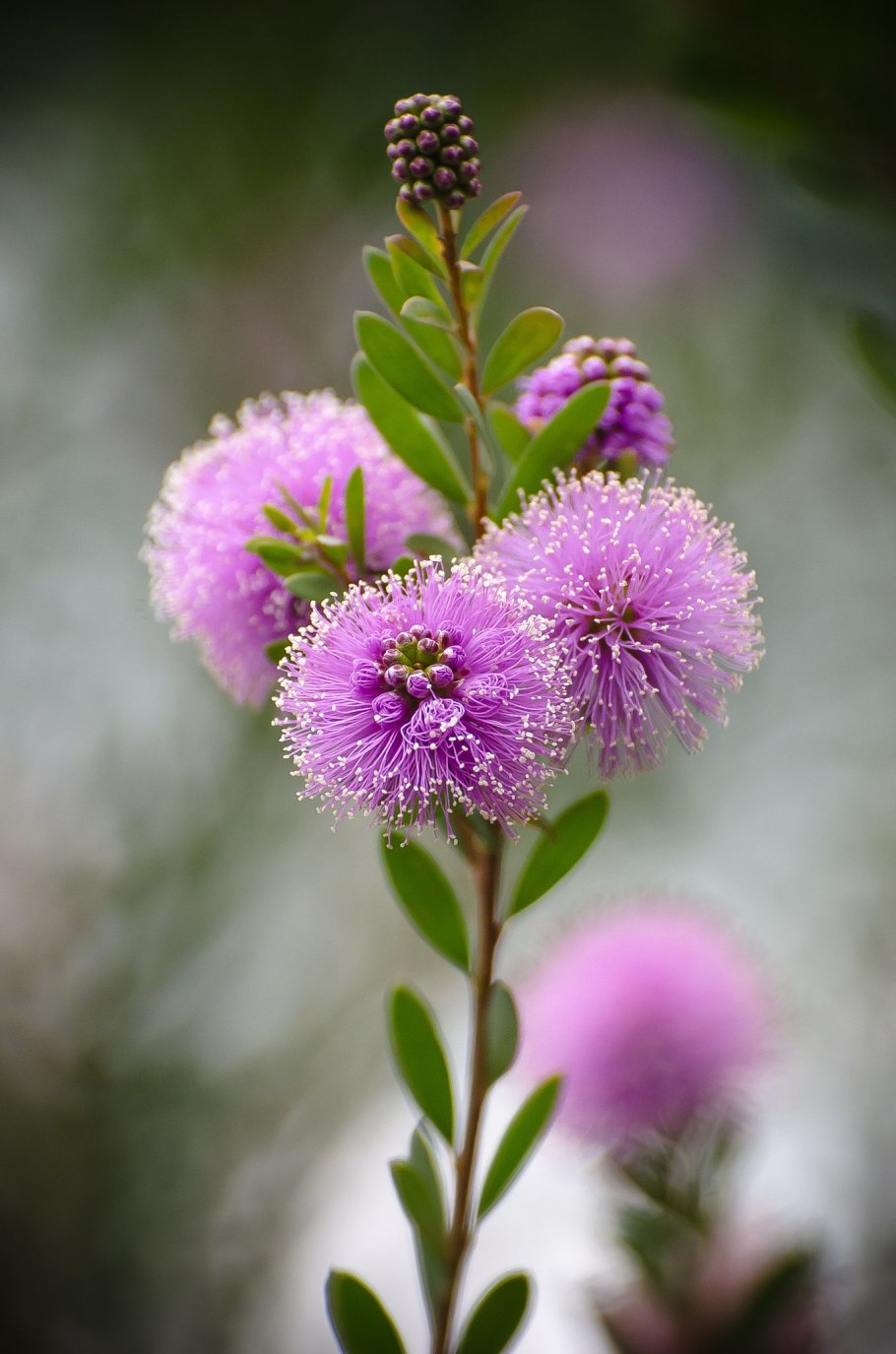 Мелалеука сиреневые цветы