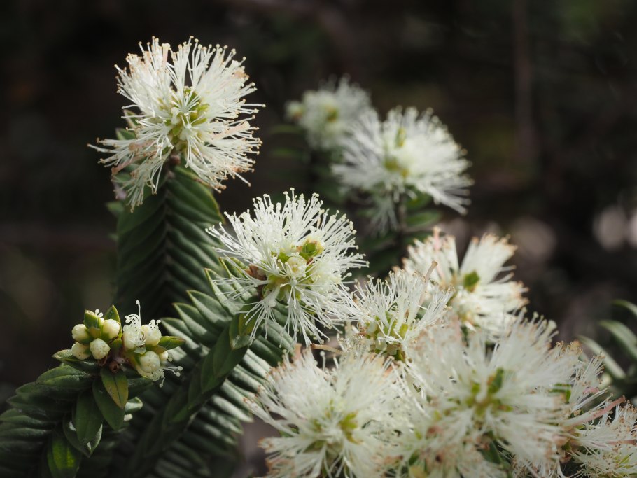 Melaleuca Flowers White