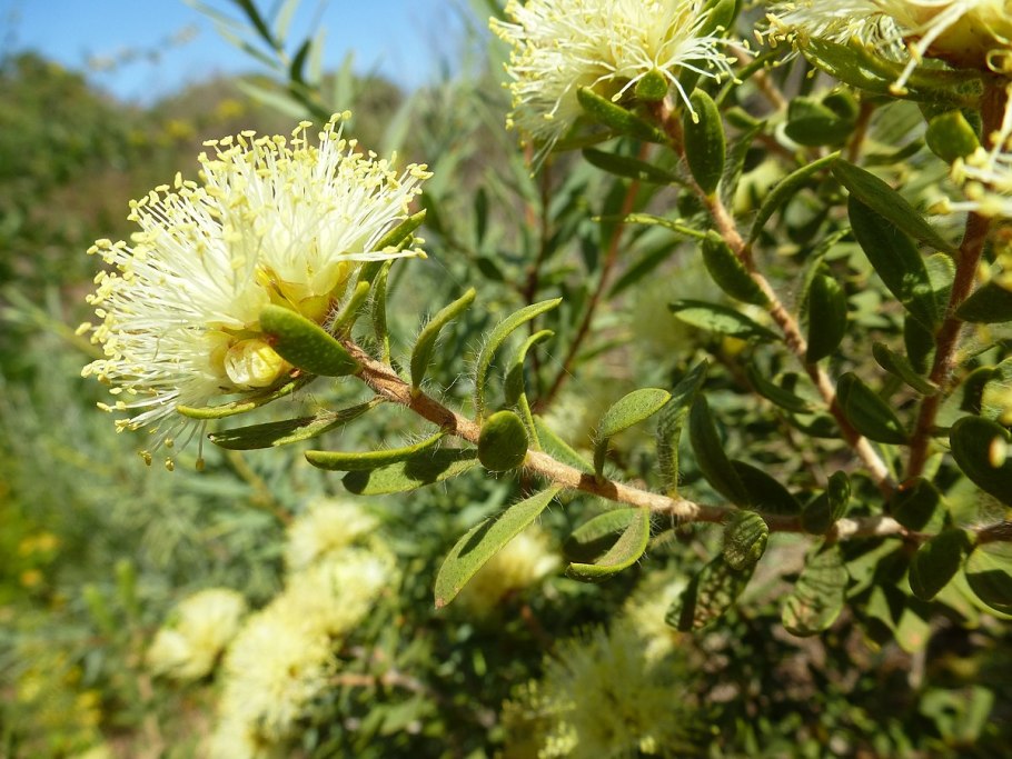 Melaleuca alternifolia листья