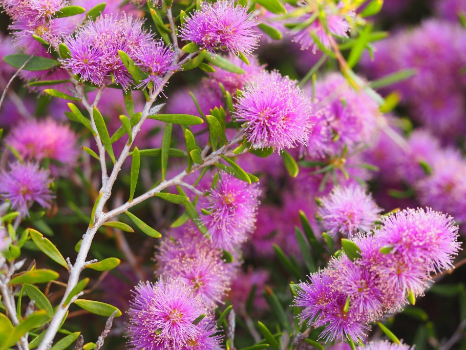 Мелалеука желтая