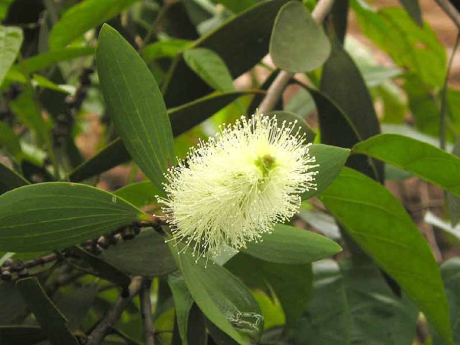 Мелалеука бонсай