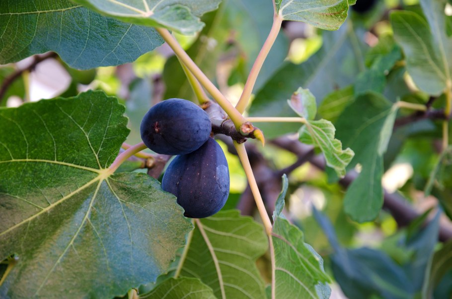 Инжир сублимированный Fig