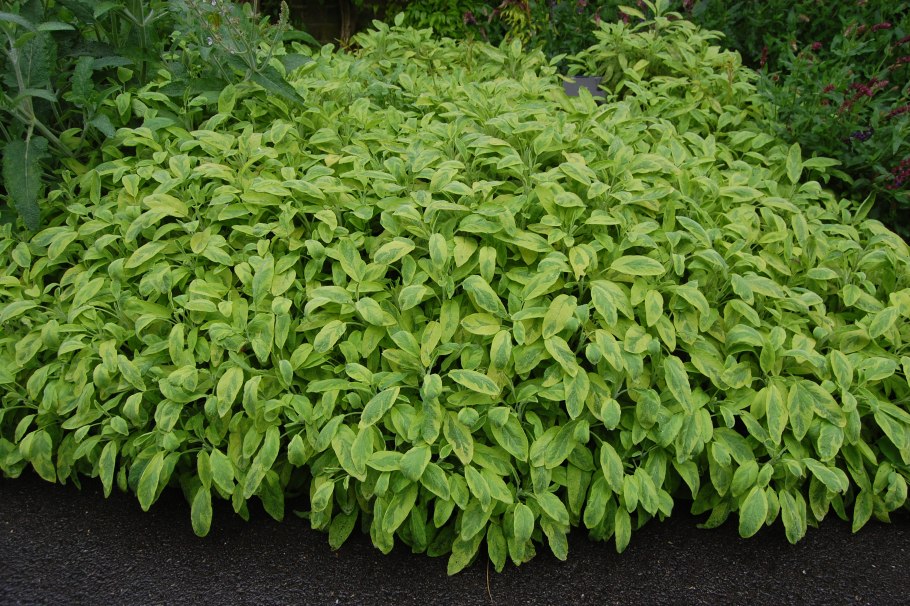 Шалфей лекарственный Sage Plant