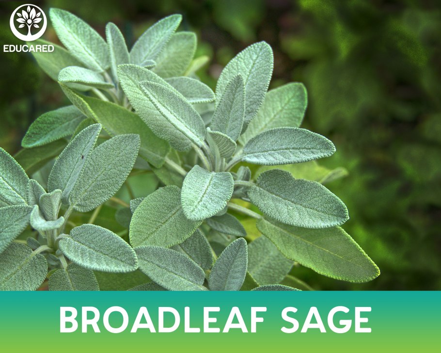 Шалфей Goldblatt icterina