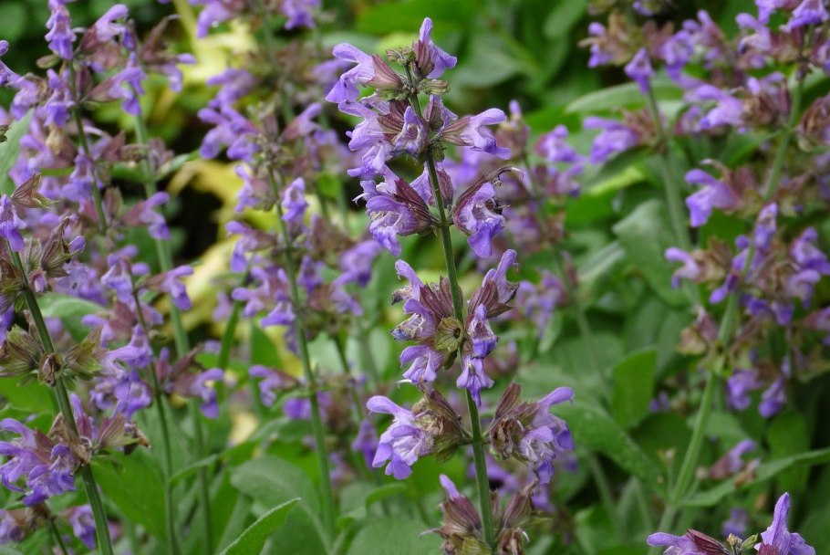 Шалфей вариегатный кустарниковый