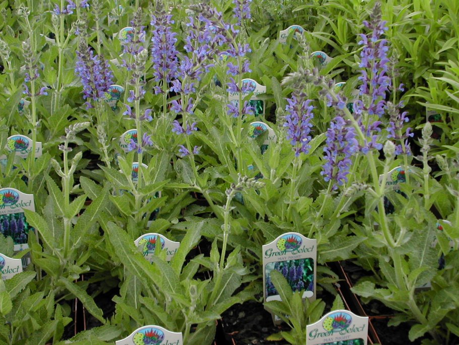 Шалфей лекарственный (Salvia)