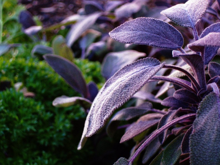 Шалфей Критский