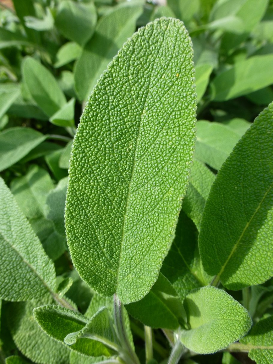 Шалфей лекарственный (Salvia officinalis)