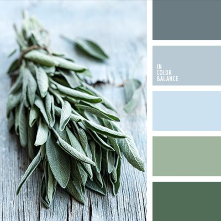 Шалфей зелёный