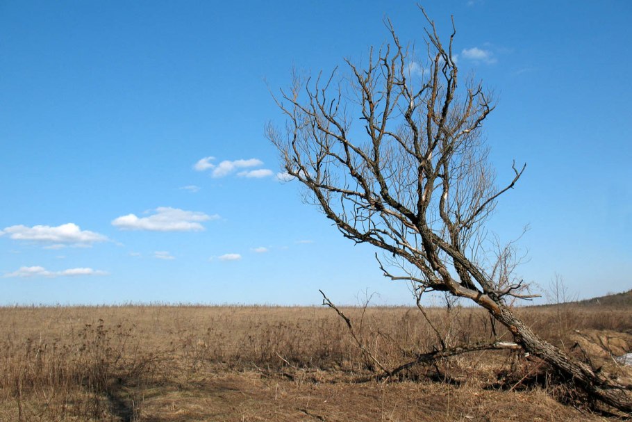 СОЛЯНКОВЫЙ саксаул Haloxylon