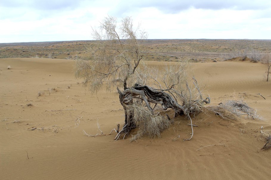 Саксаул черный Haloxylon aphyllum