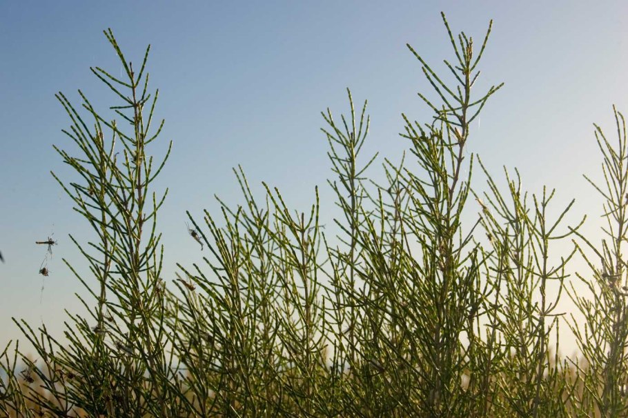 Саксаул Гоби