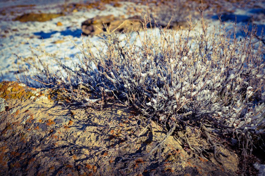 Саксаул, джузгун, эфедра, солянка, Полынь