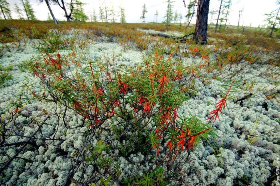 Саксаул мебель