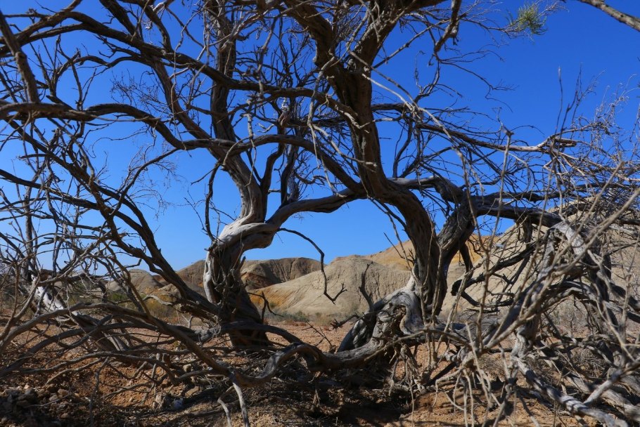 Haloxylon salicornicum