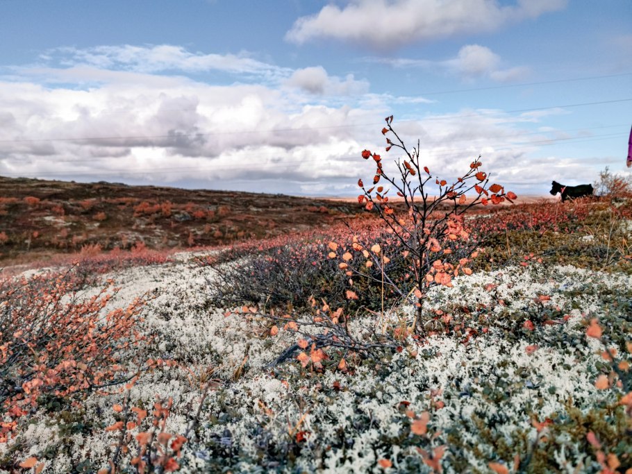 Тундра осенью воркута