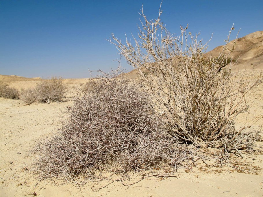 Саксаул дерево без тени