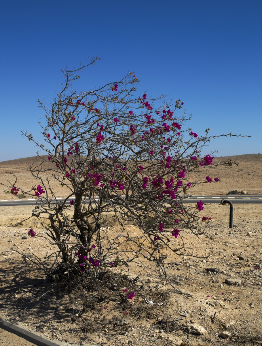 Зона обитания саксаула