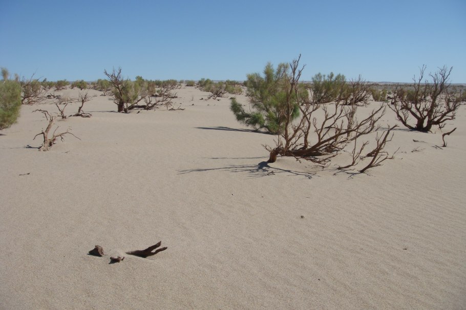 Саксаул растение пустыни