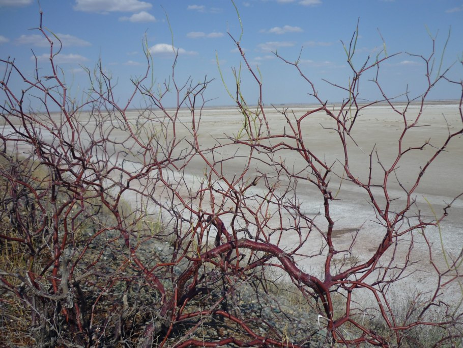 Haloxylon salicornicum