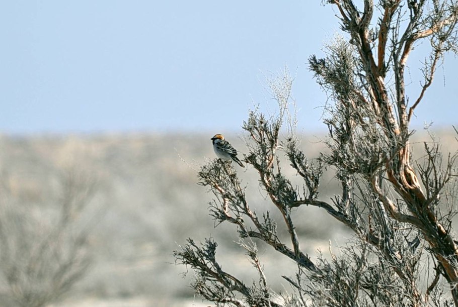 Долина смерти дерево Анчар
