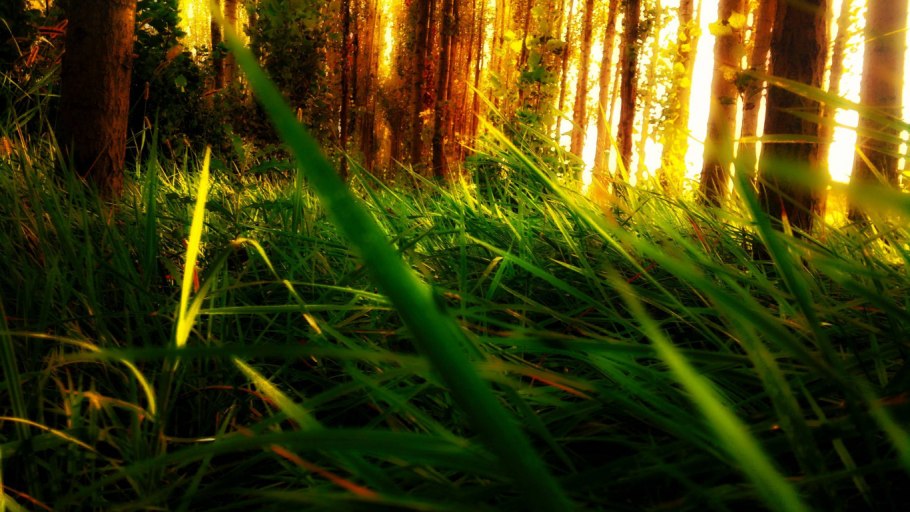 Лес трава солнце