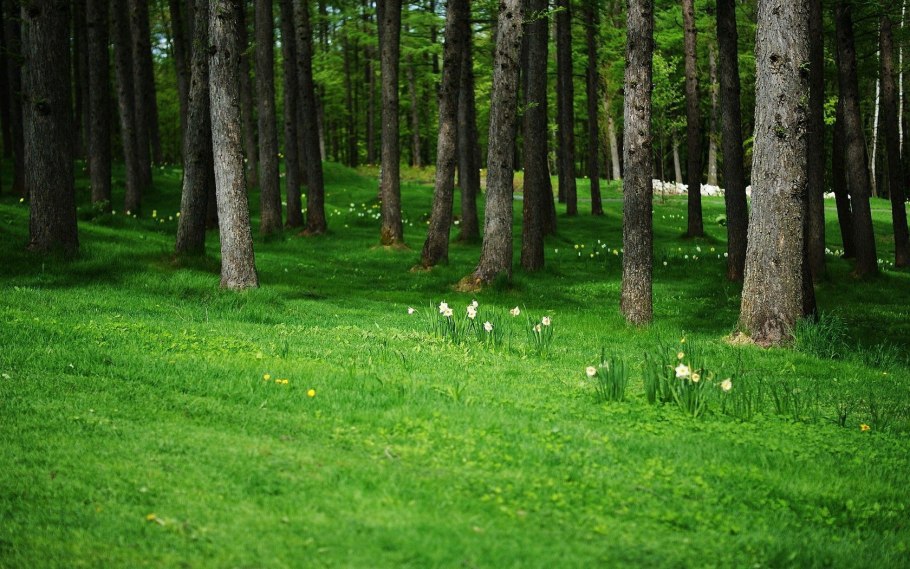Лесная Поляна (Полянка) 1897