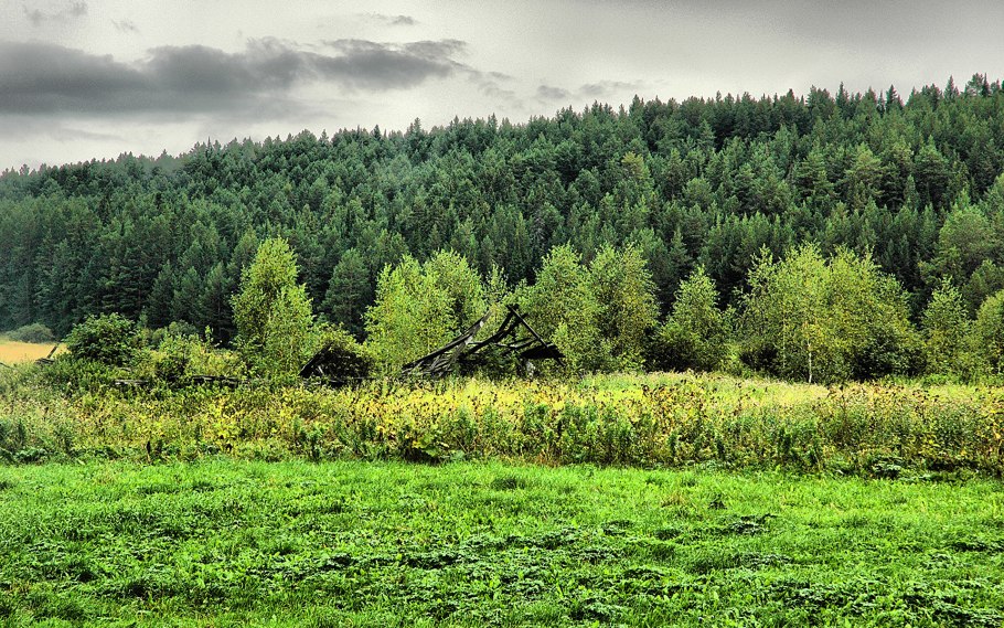 Лесные цветы