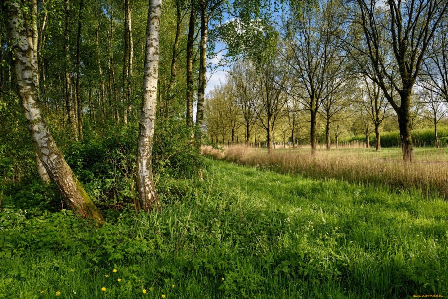 Опушка леса Поляна