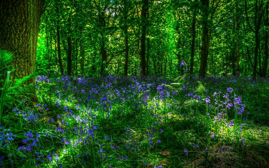 Мшистая Поляна