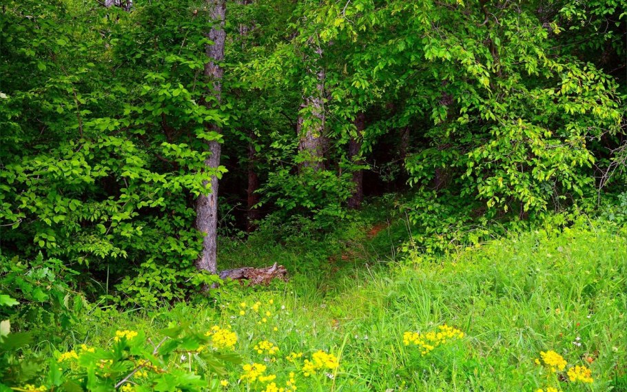 Луга тропа лес