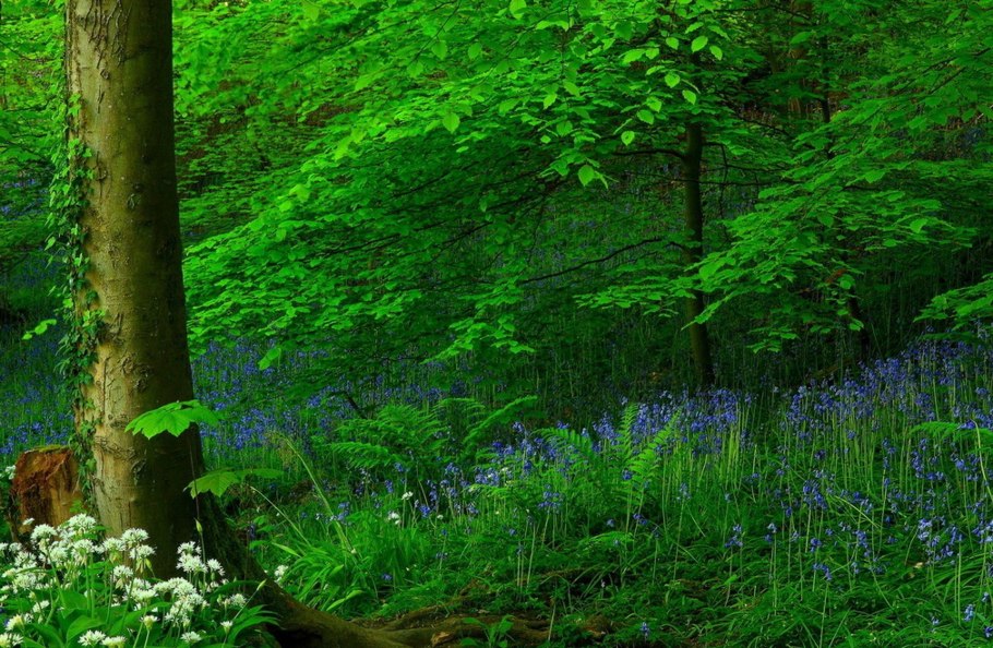 Кусты в лесу