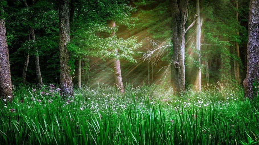 Красивый лес