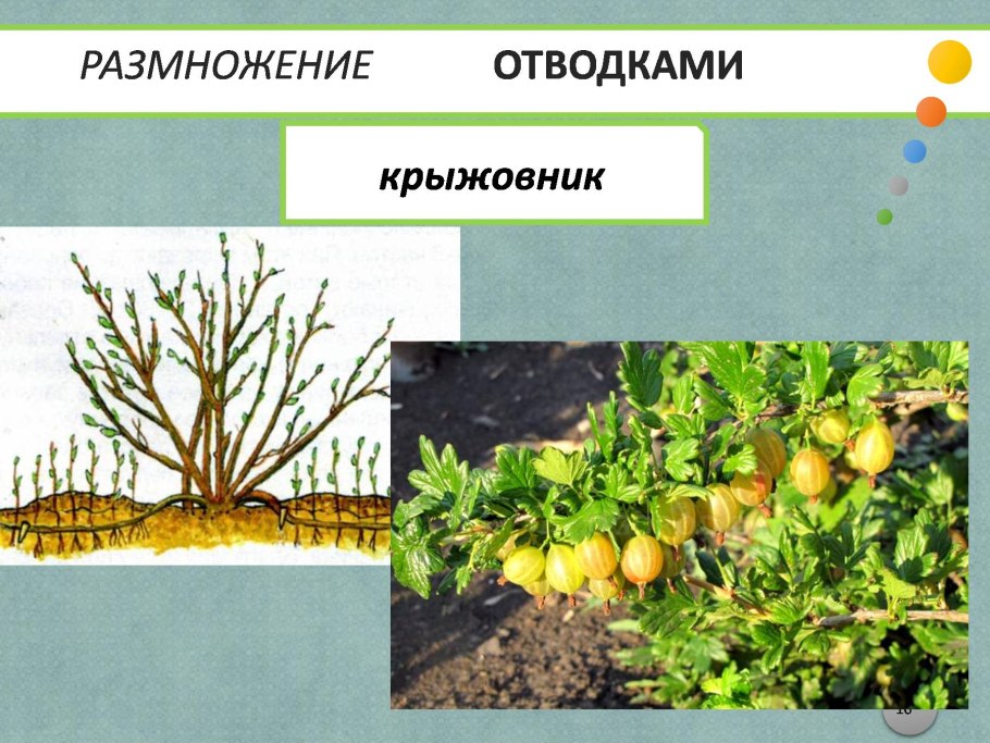Вегетативное размножение крыжовника