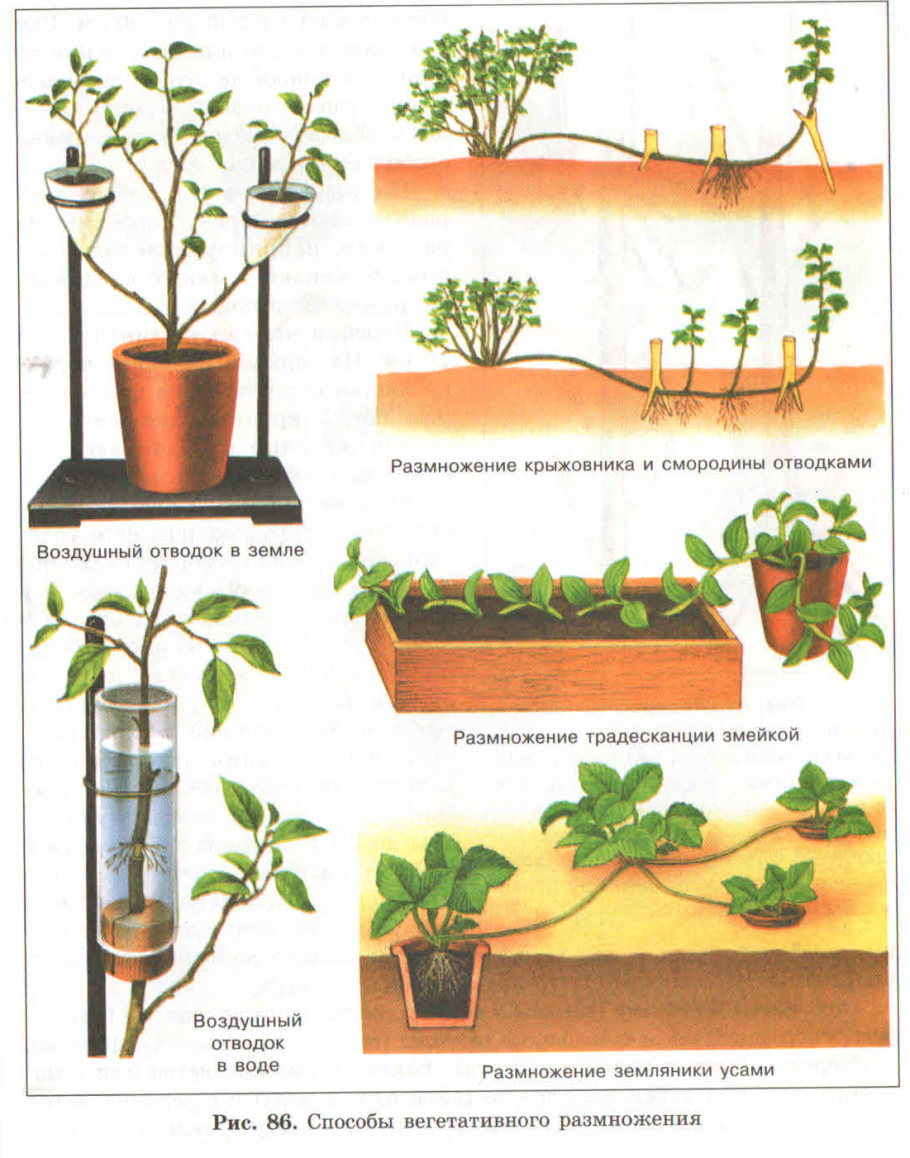 Отводка вегетативное размножение. Вегетативное размножение растений отводки. Схема вегетативного размножения черенками. Размножение крыжовника отводками. Вегетативное размножение укореняющимися побегами.