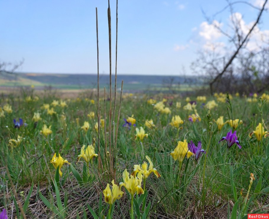 Растения степи Ирис