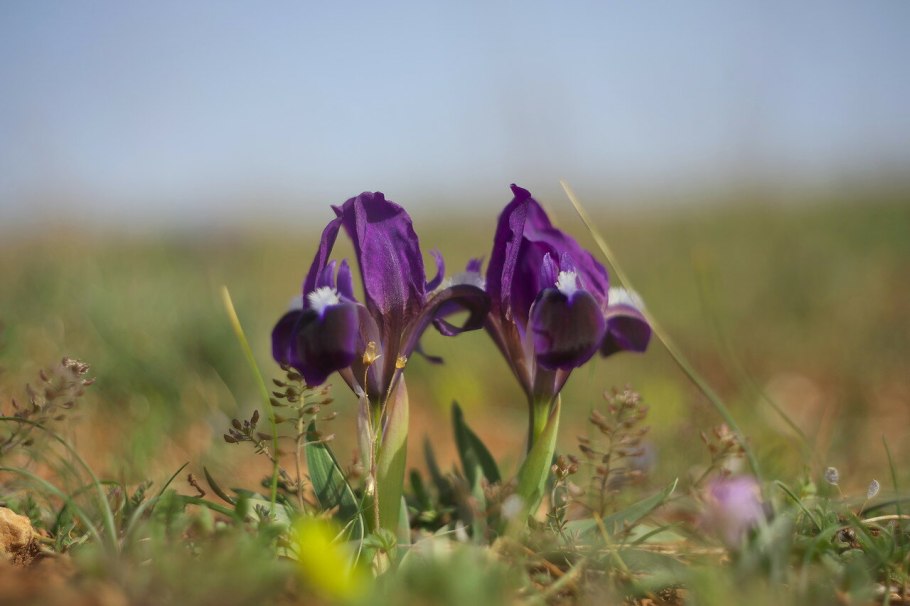 Корни степных растений