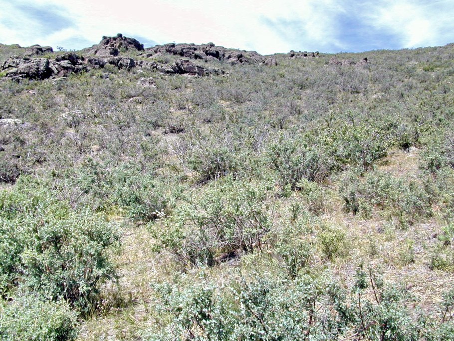 Ирисовые поля в Ростовской области