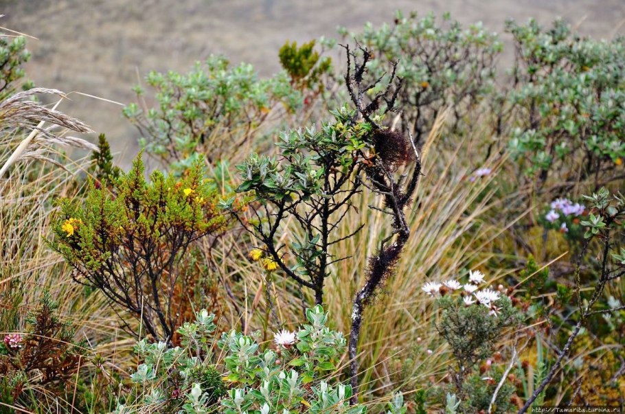 Пион тонколистный Степной